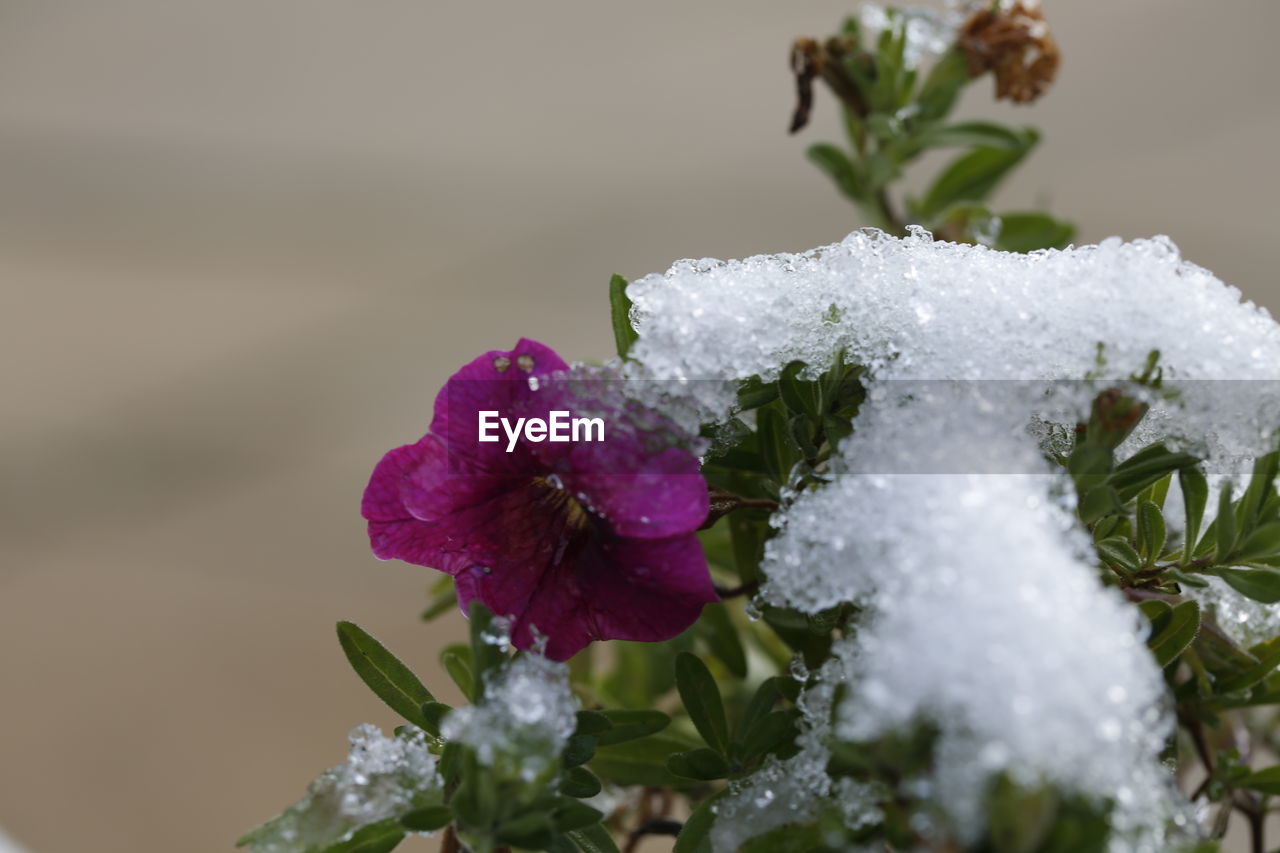 Close-up of frozen plant