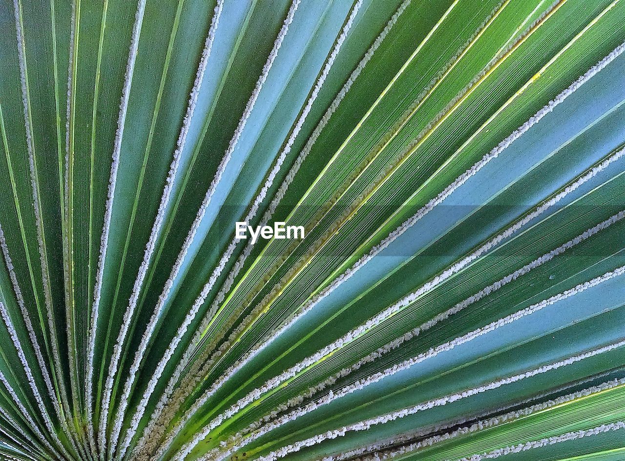 Full frame shot of palm tree