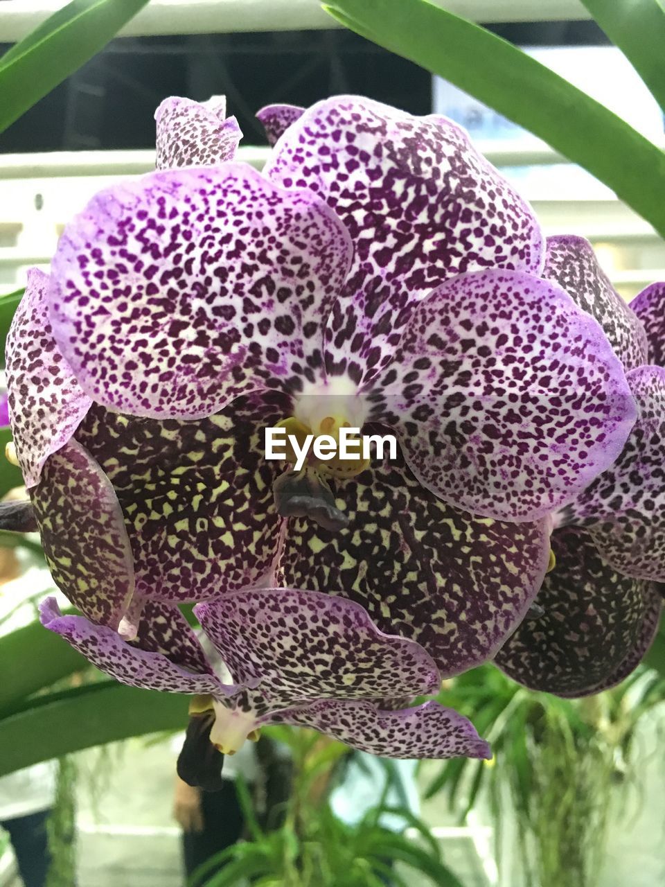 CLOSE-UP OF PURPLE FLOWERS BLOOMING