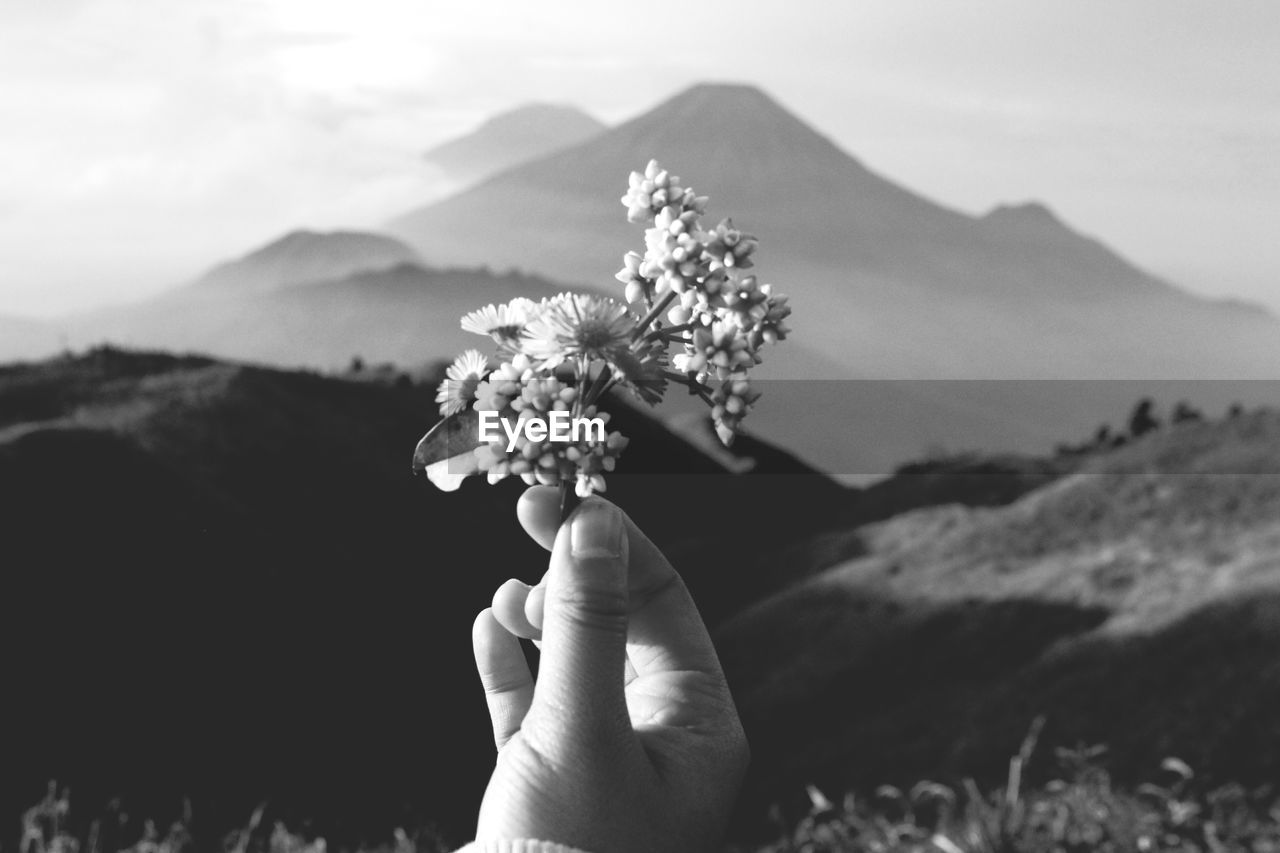 Close-up of hand holding flowers against mountain