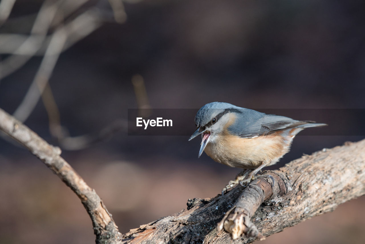 CLOSE-UP OF BIRD PERCHING ON WOOD