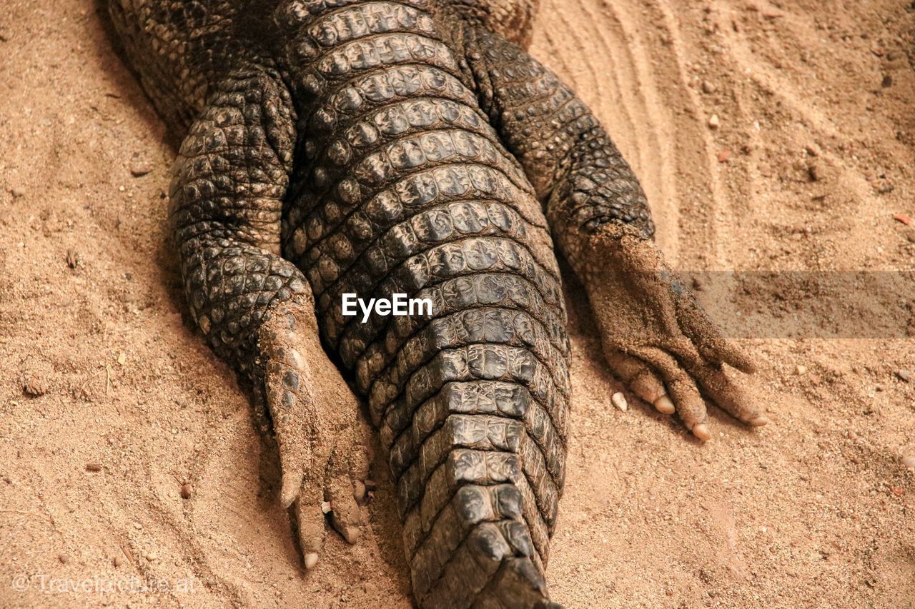 Low section of crocodile on sand