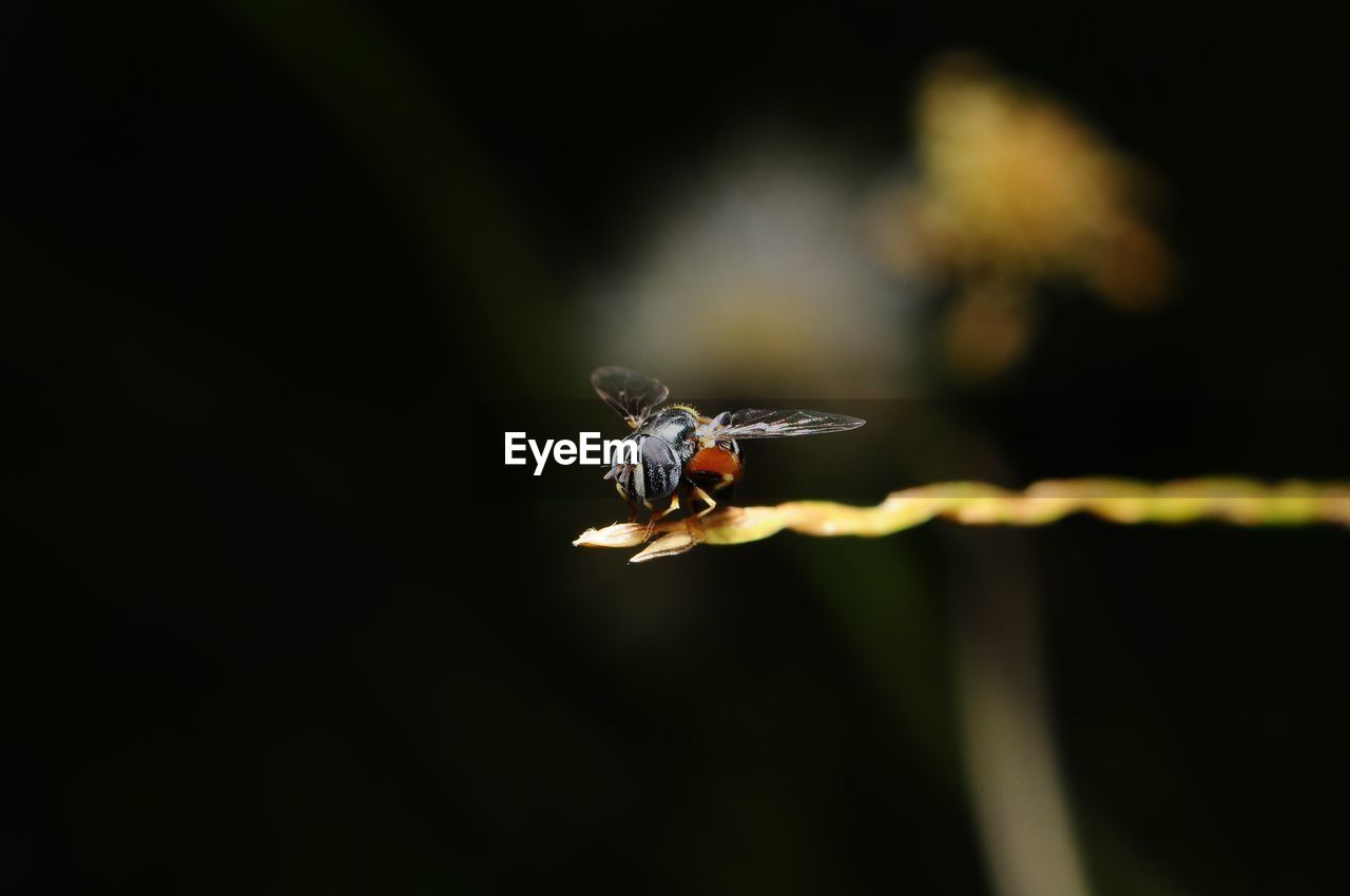 CLOSE-UP OF INSECT ON STEM