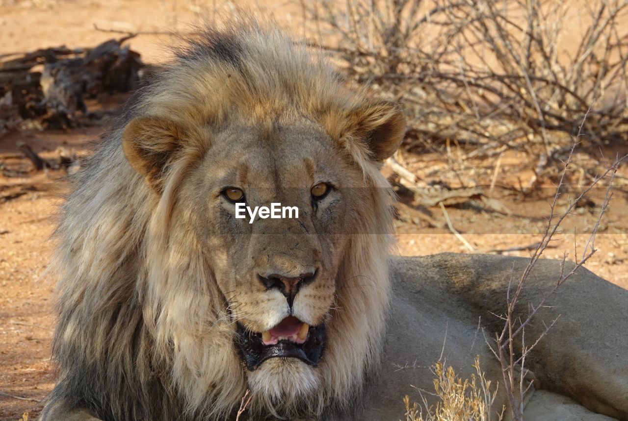 CLOSE-UP PORTRAIT OF LION RELAXING ON WOOD