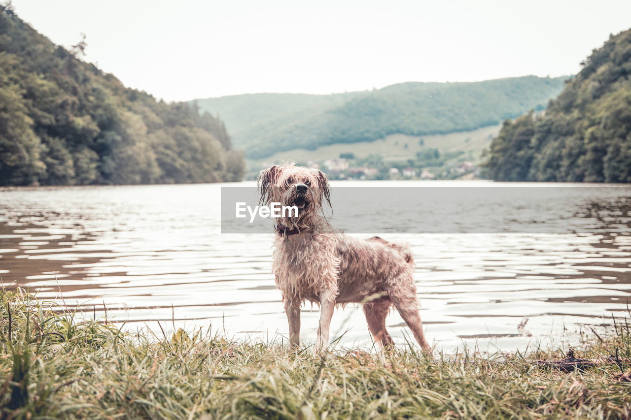 DOG STANDING IN LAKE