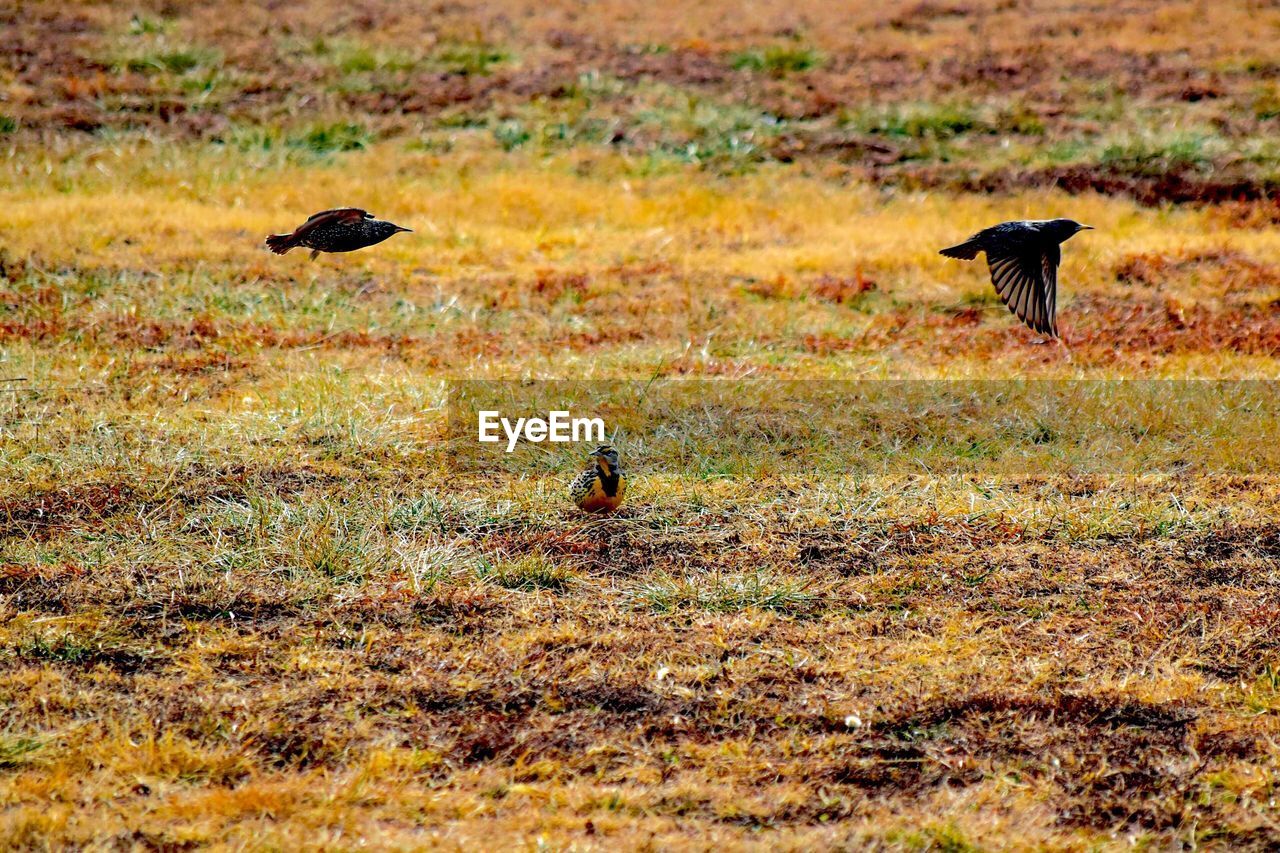 DUCK ON GRASS