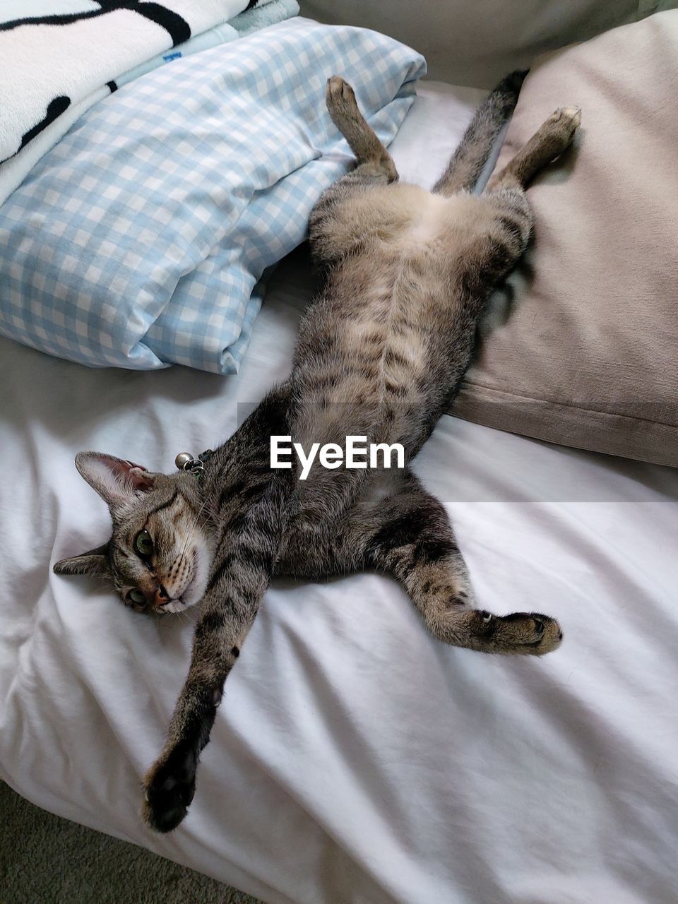 close-up of cat lying on bed at home