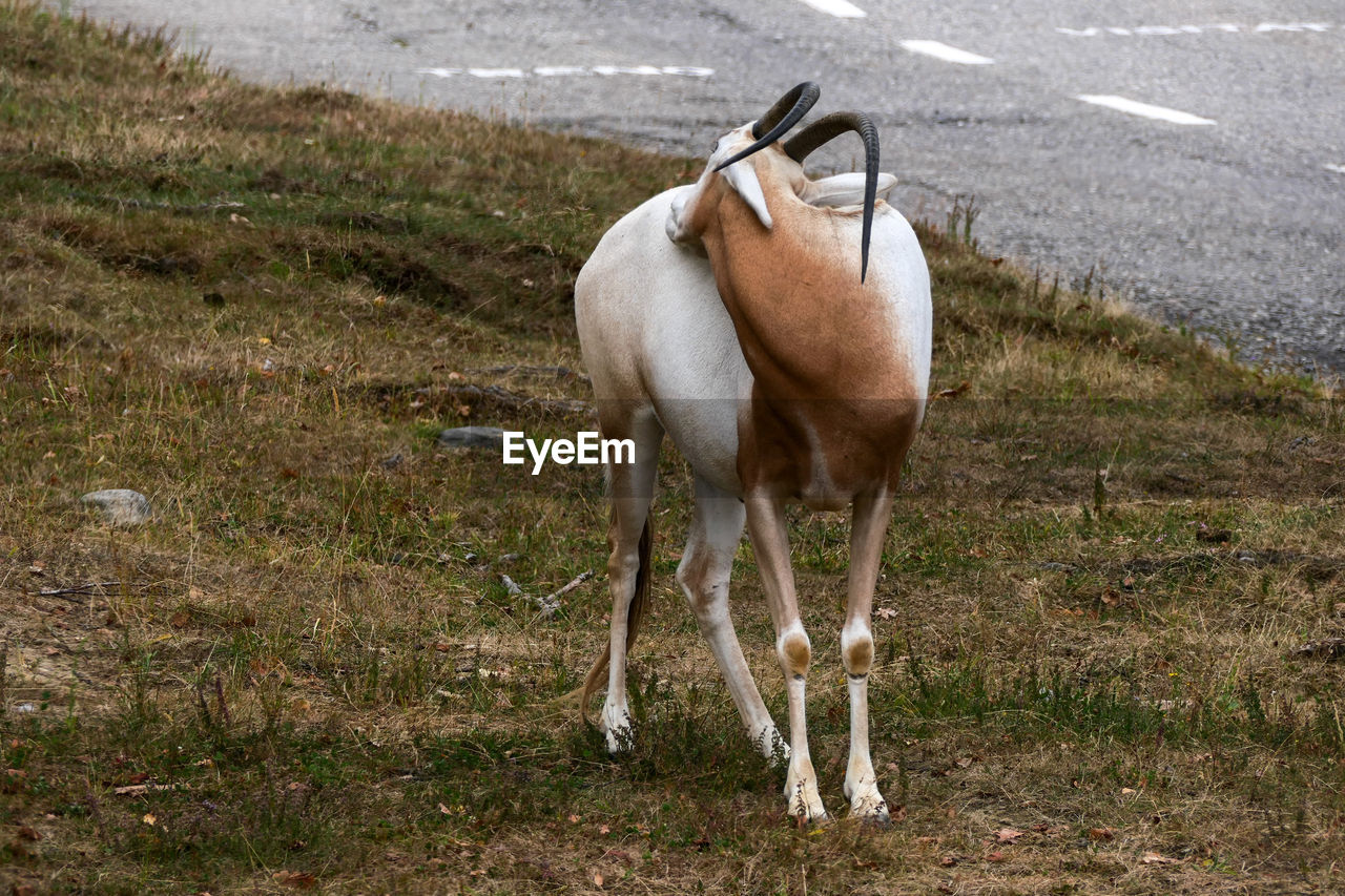 HORSE STANDING ON FIELD