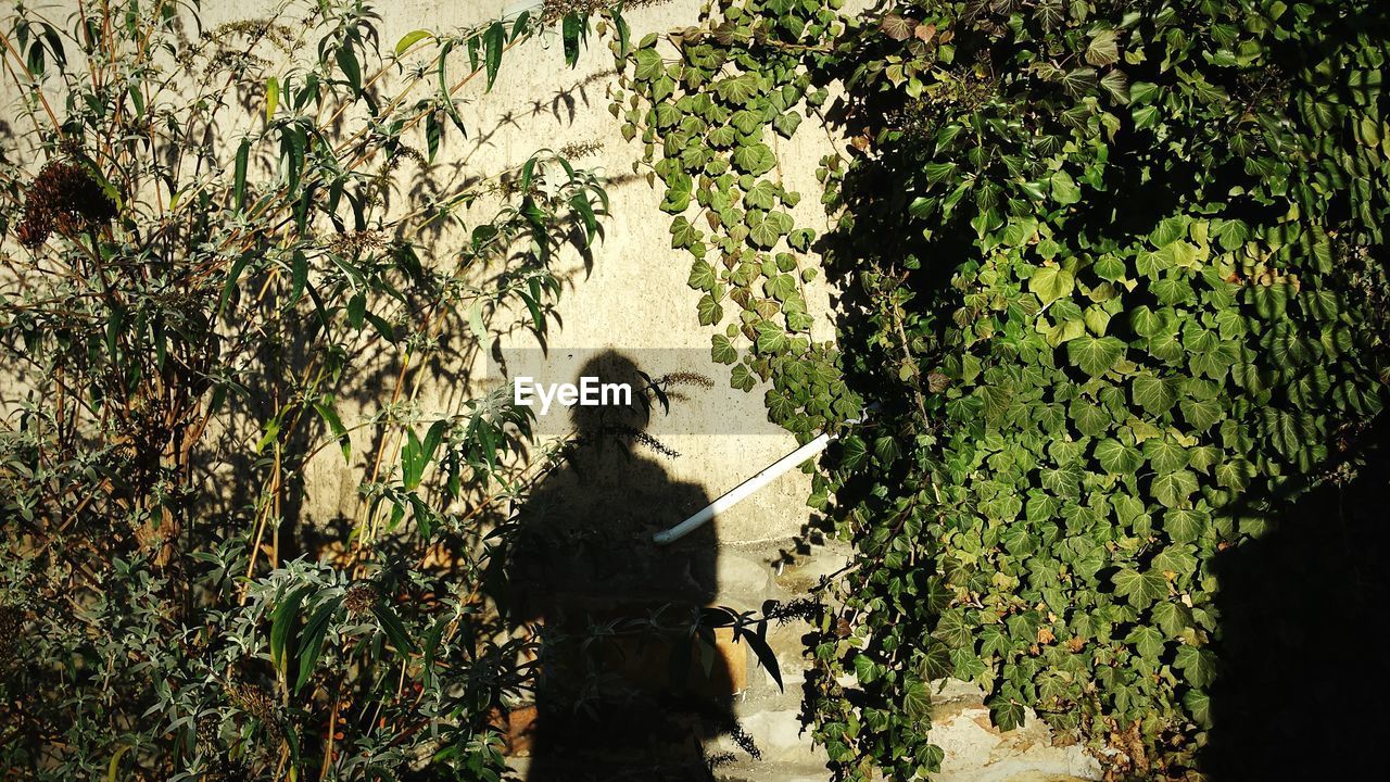 Shadow of person on ivy wall