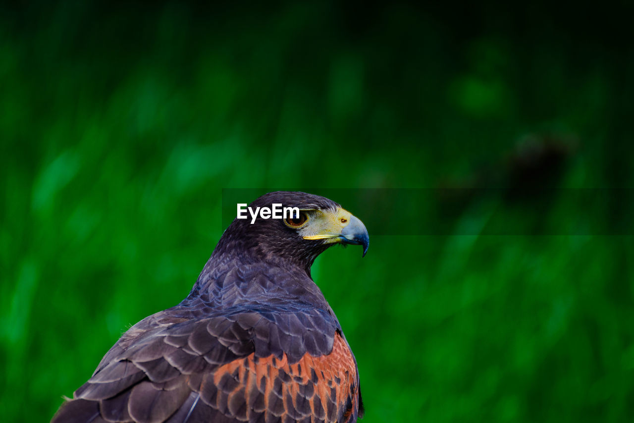 Close-up of hawk perching outdoors