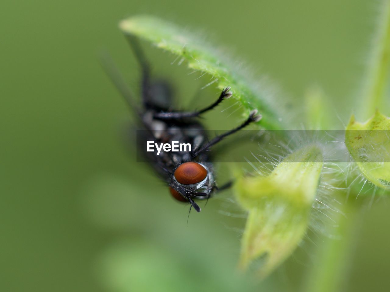 CLOSE-UP OF INSECT ON PLANT