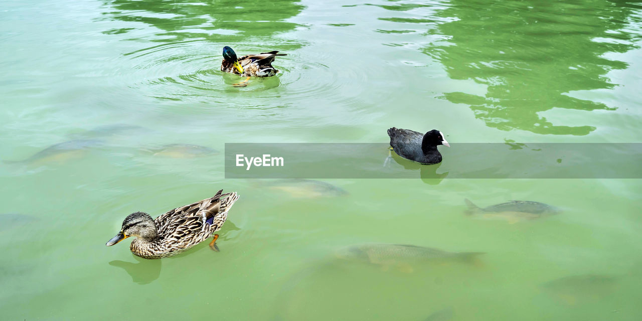 HIGH ANGLE VIEW OF DUCKS IN LAKE