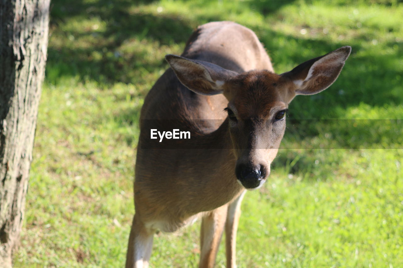 Close-up of deer standing on grassy field