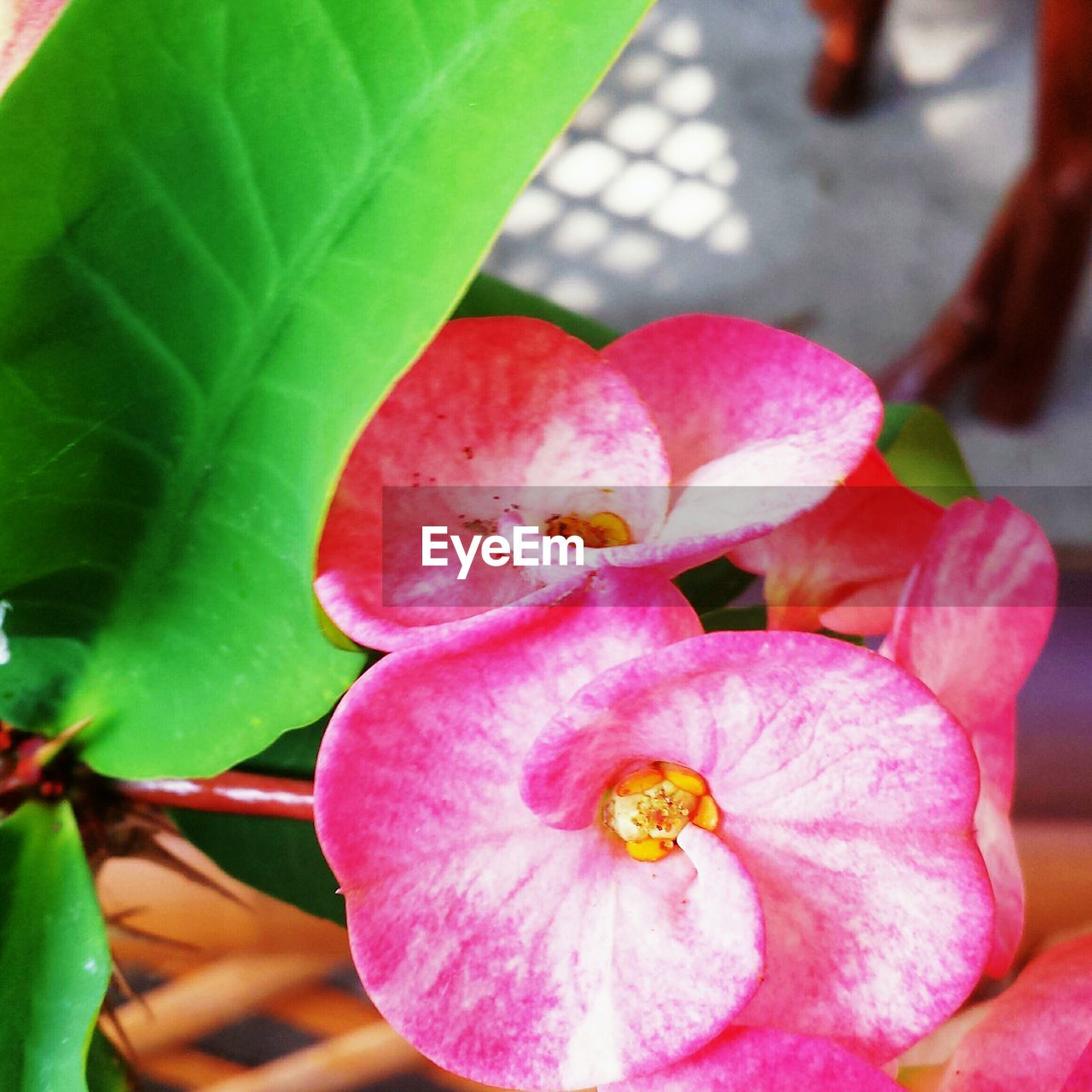 Close-up of pink euphorbia blossoms outdoors