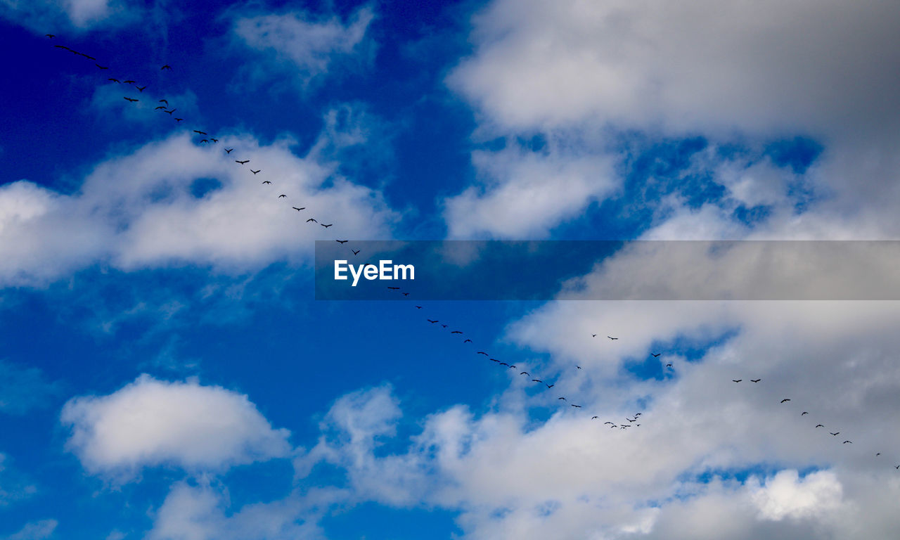low angle view of birds flying against sky