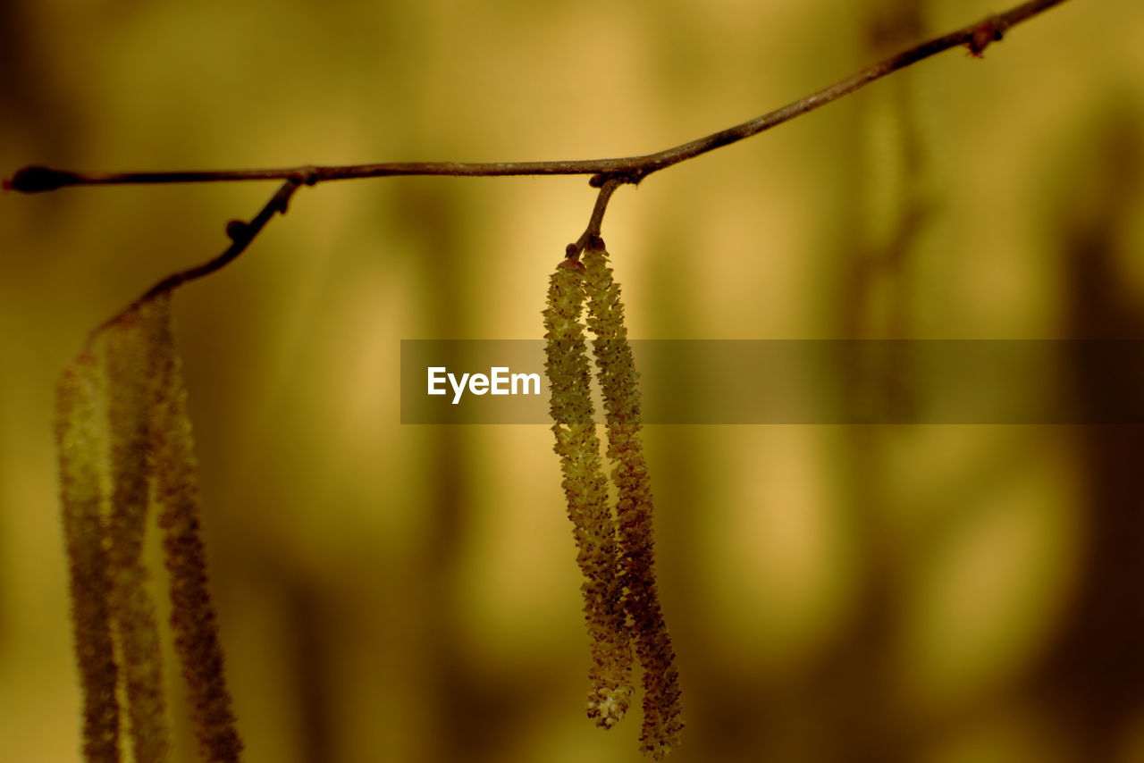 Close-up of hazel catkins on a branch or twig