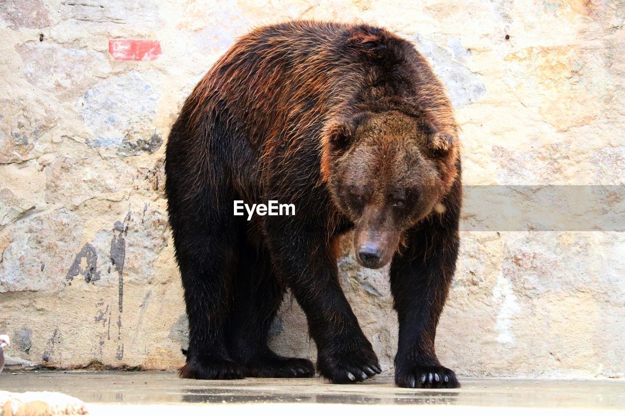 View of brown bear in zoo