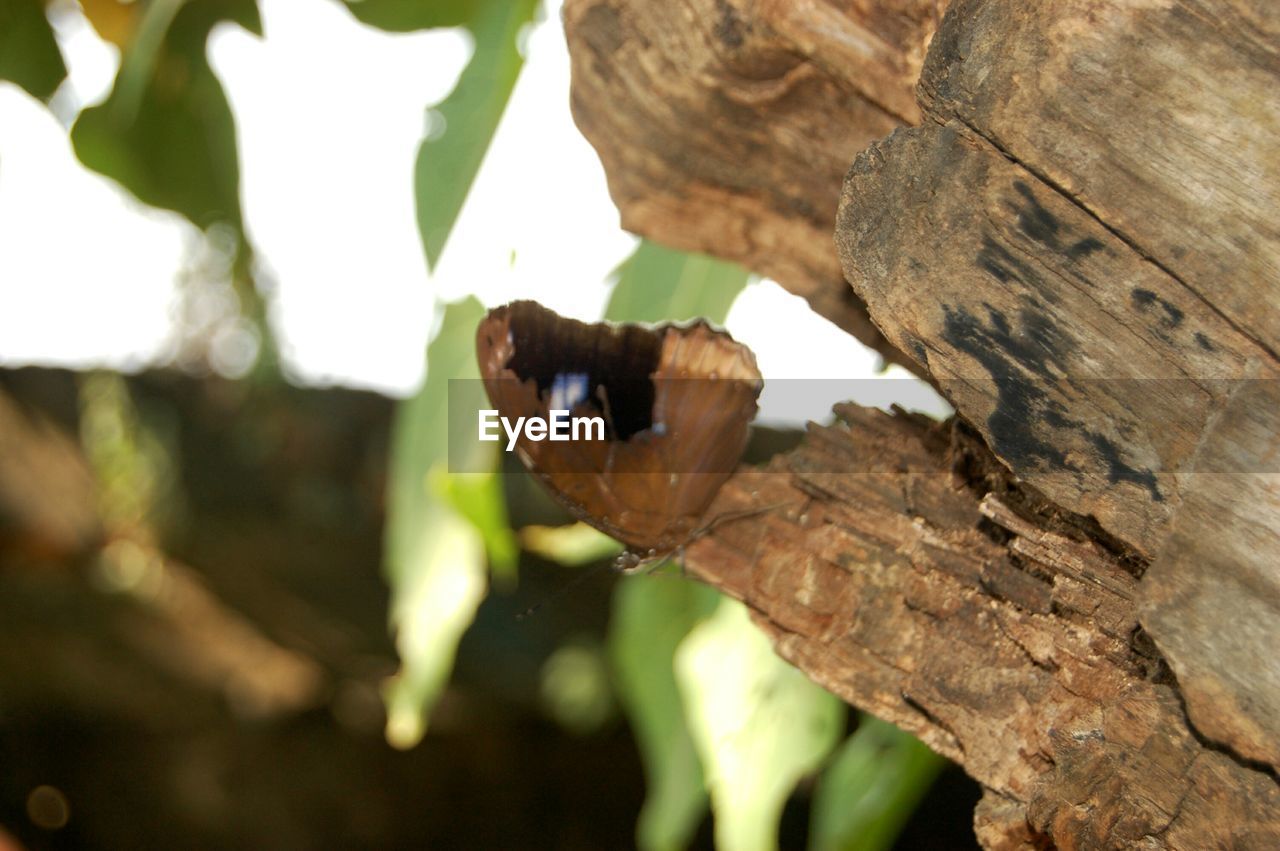 CLOSE UP OF TREE TRUNK