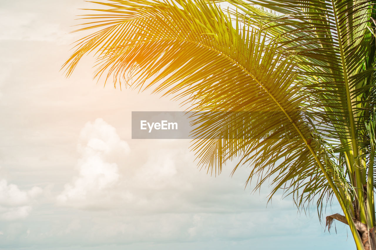 CLOSE-UP OF COCONUT PALM TREE AGAINST SKY