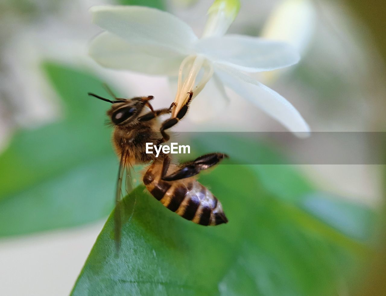 BEE ON FLOWER