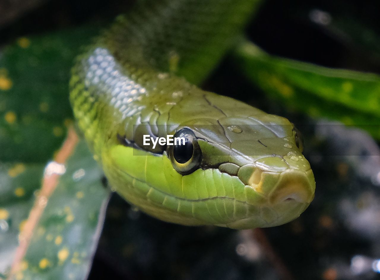 CLOSE-UP OF LIZARD