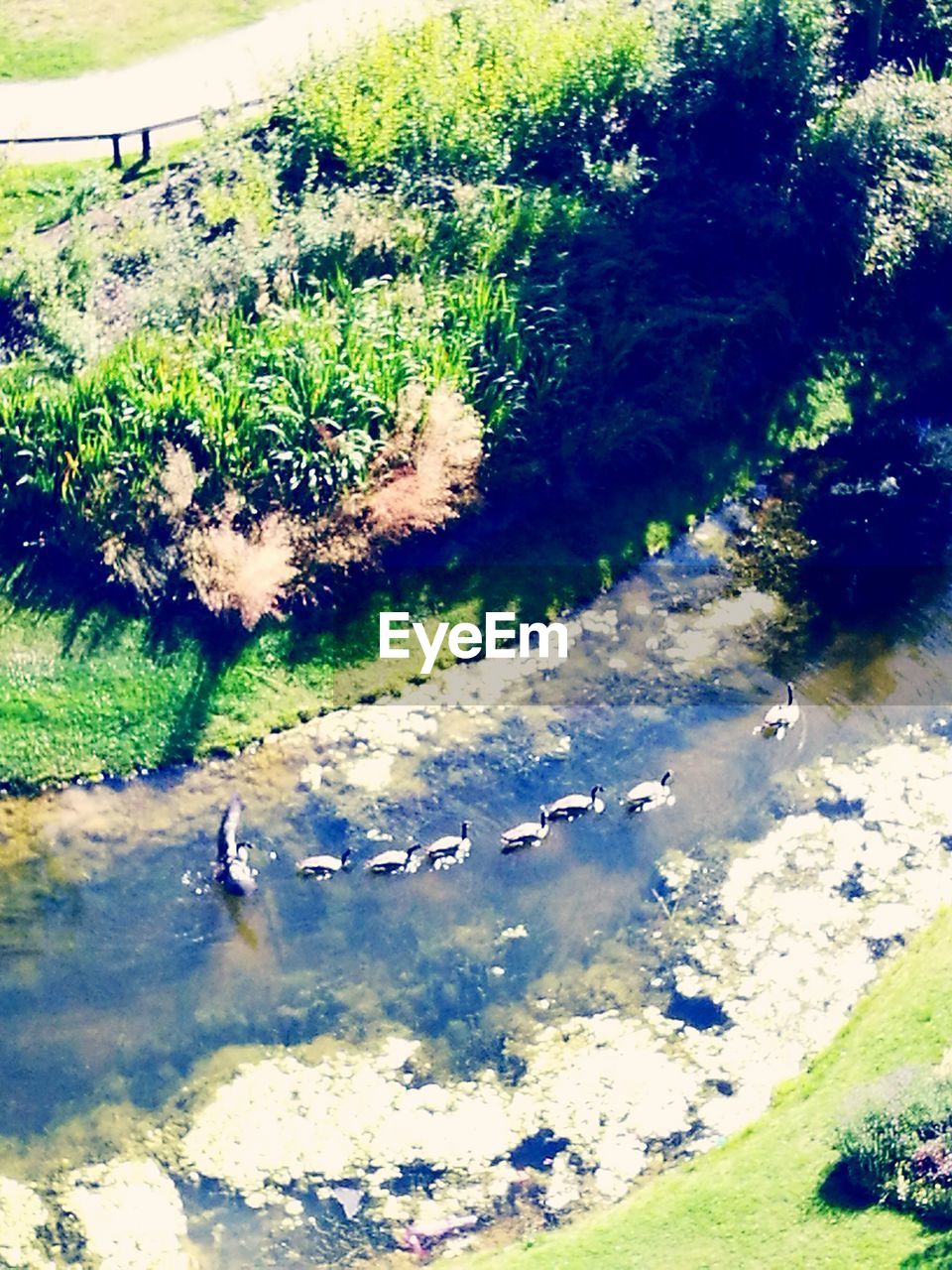 HIGH ANGLE VIEW OF TREES ON FIELD