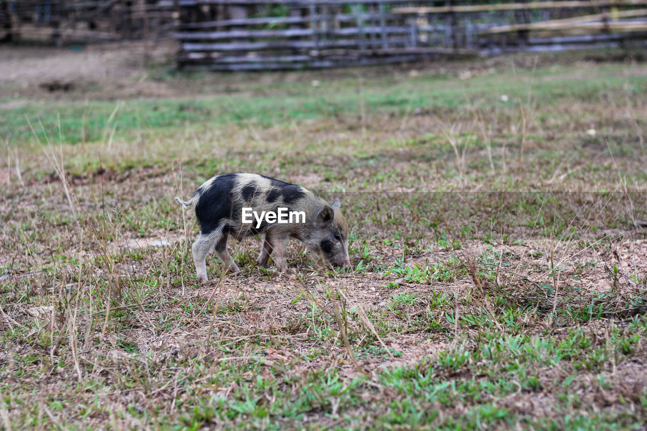 DOG ON FIELD