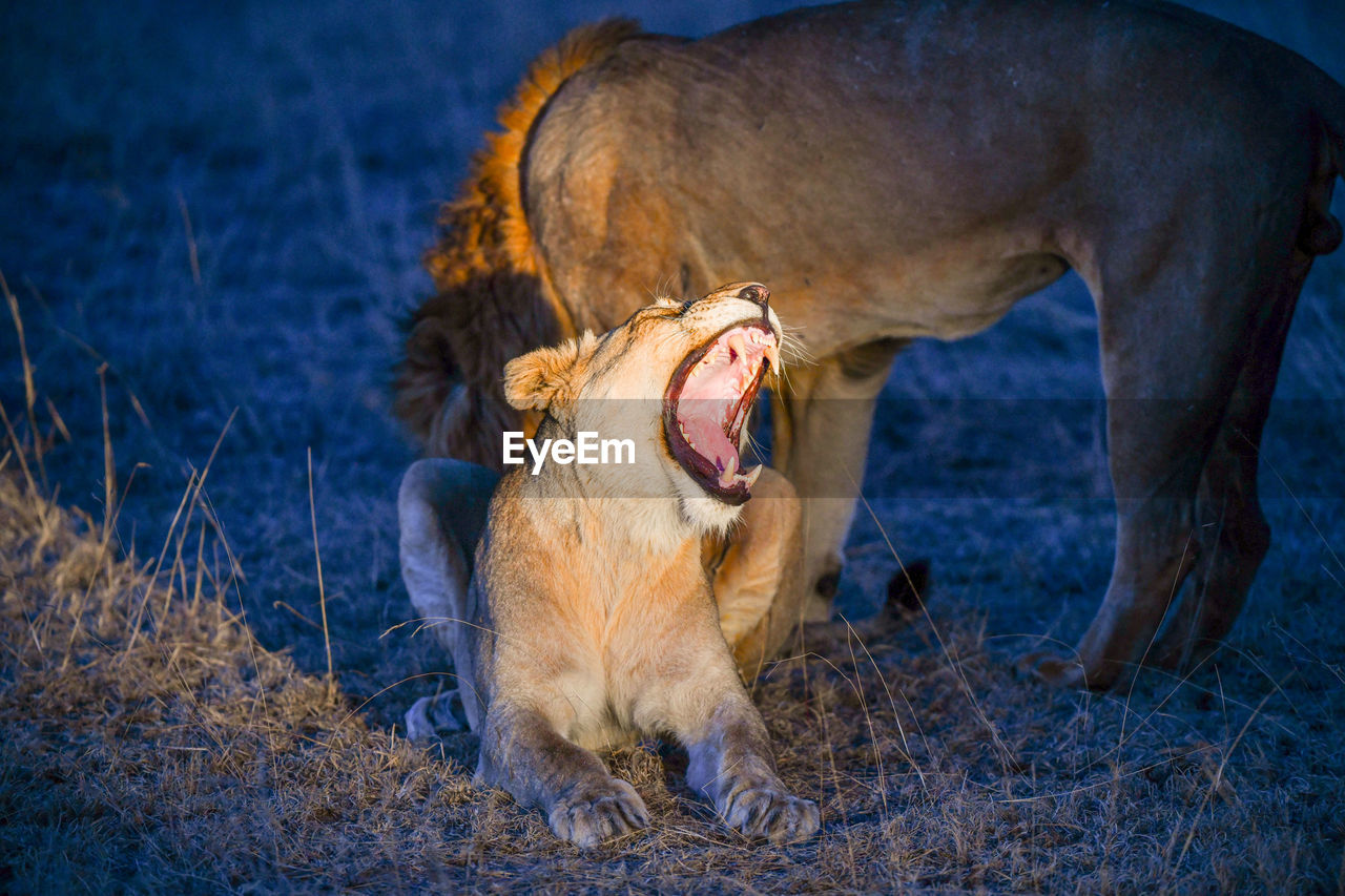 VIEW OF A DOG YAWNING WHILE LYING ON LAND