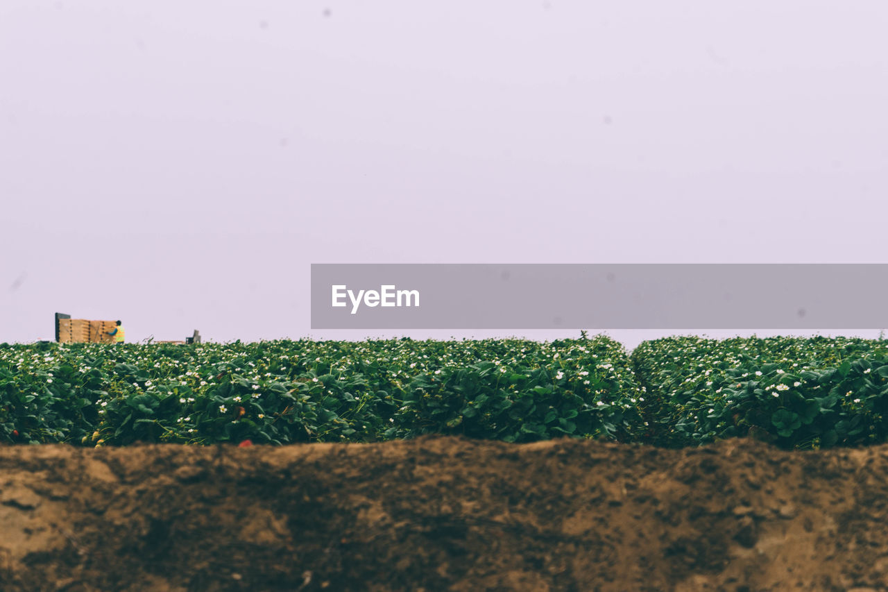 PLANTS GROWING ON FIELD AGAINST SKY