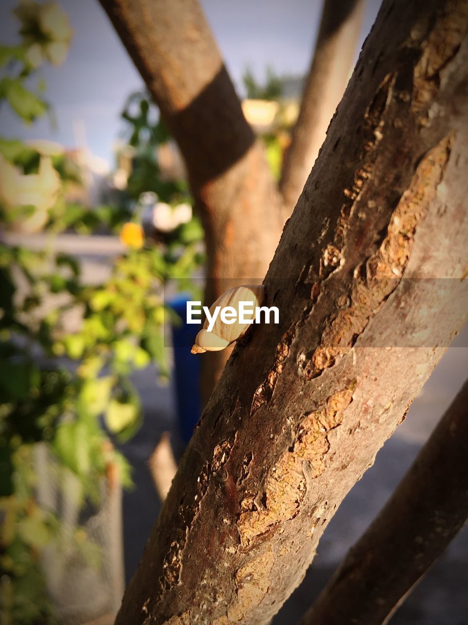 Close-up of snail on tree trunk