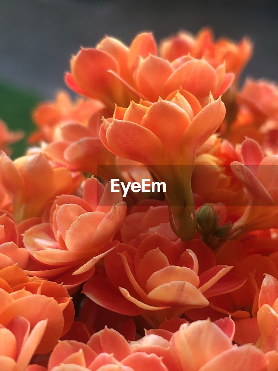 CLOSE-UP OF RED FLOWER