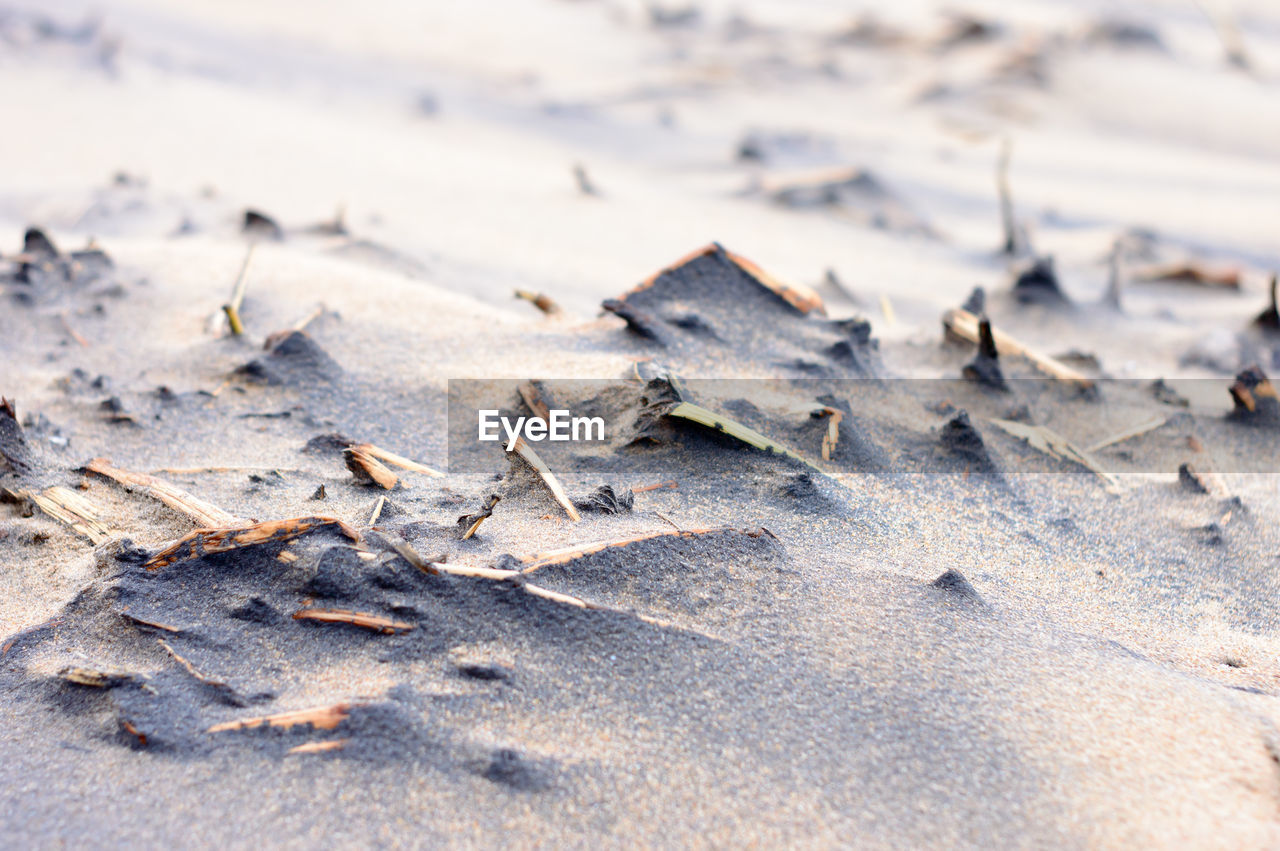 winter, sand, leaf, land, nature, no people, frost, close-up, day, wood, beach, macro photography, dry, snow, outdoors, freezing, ice, selective focus, branch, cold temperature, tranquility, animal