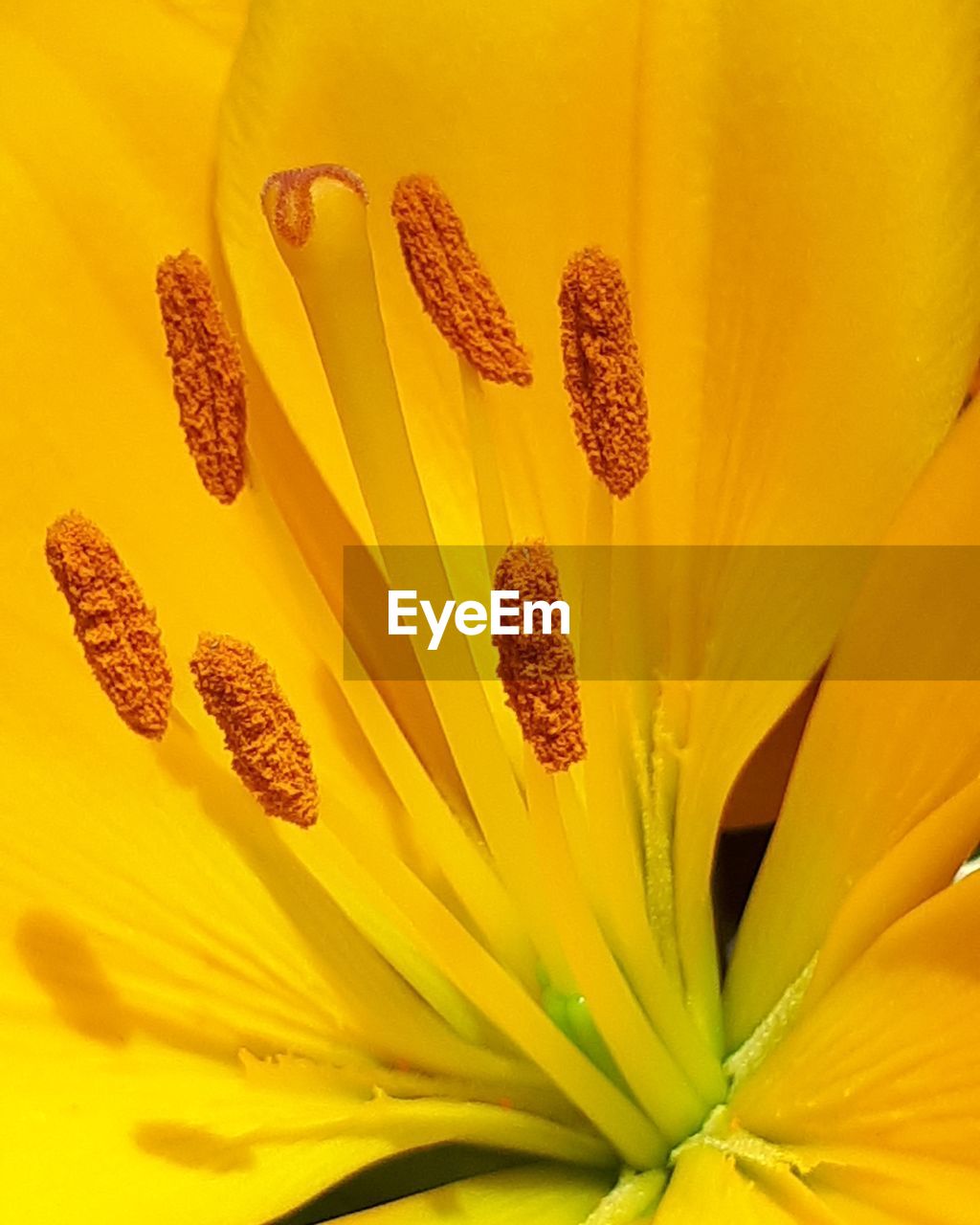 CLOSE-UP OF YELLOW SUNFLOWER