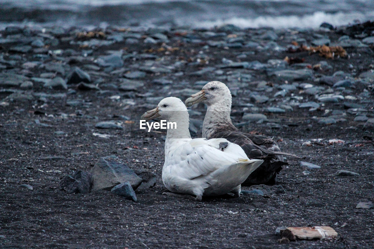 BIRDS ON THE BEACH