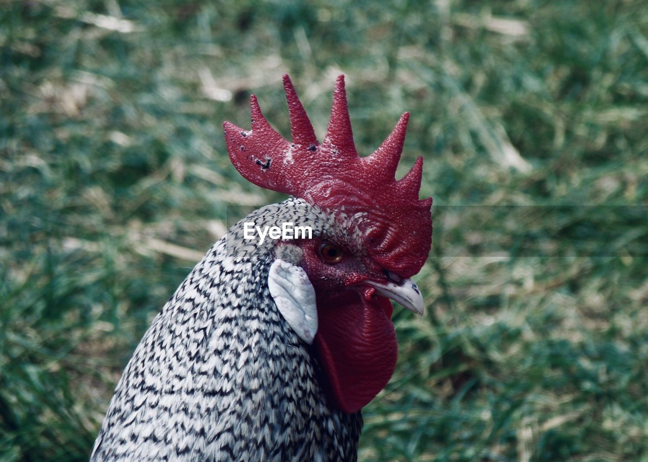 CLOSE-UP OF A BIRD IN A FIELD