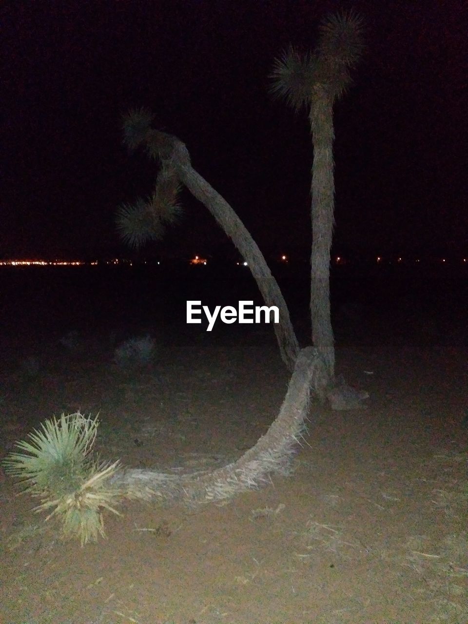 VIEW OF TREES AT NIGHT