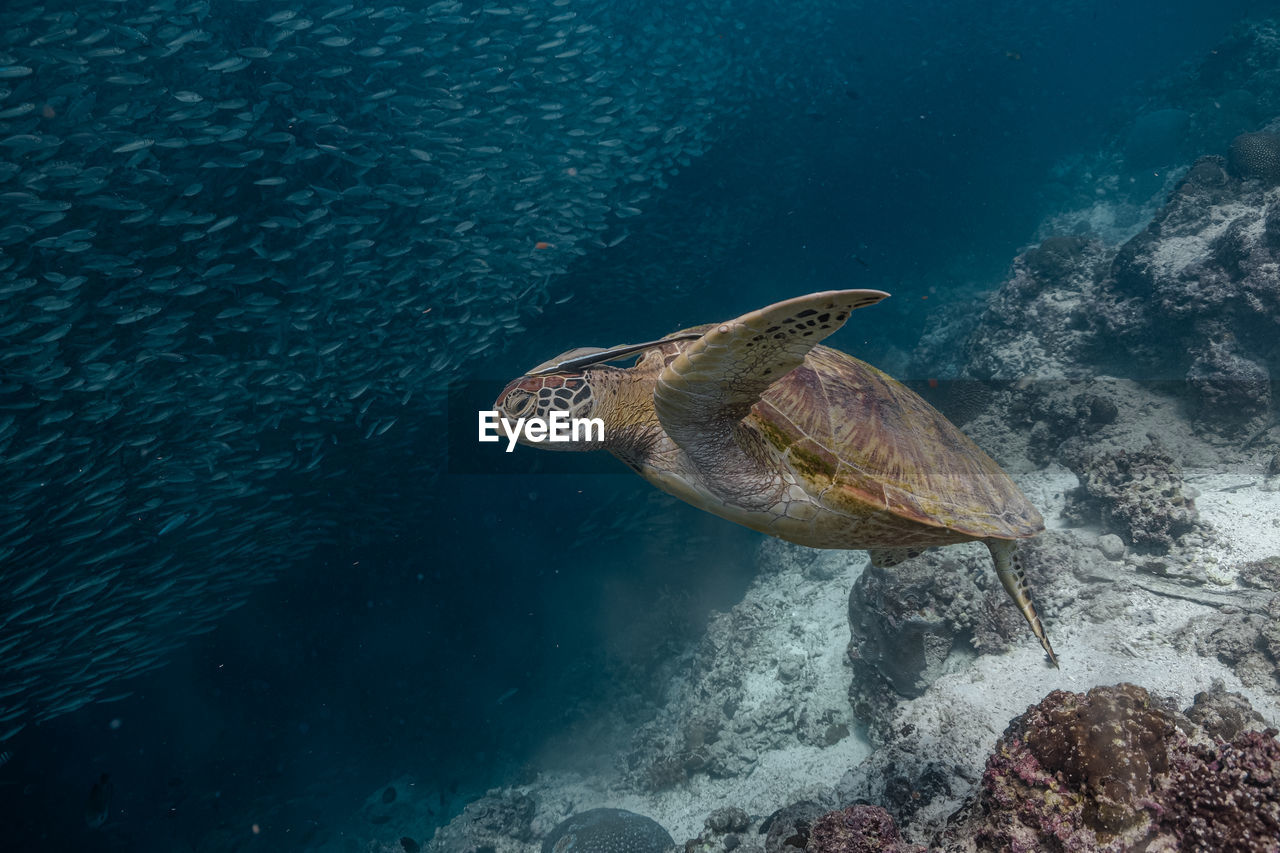 VIEW OF FISH SWIMMING