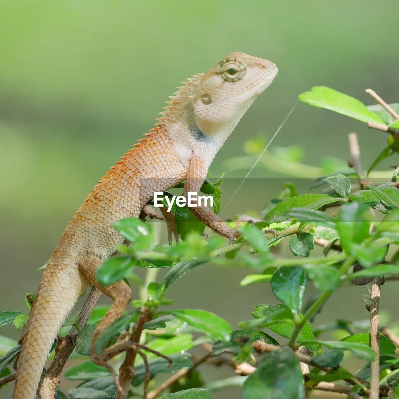 Little lizard on the tree close up