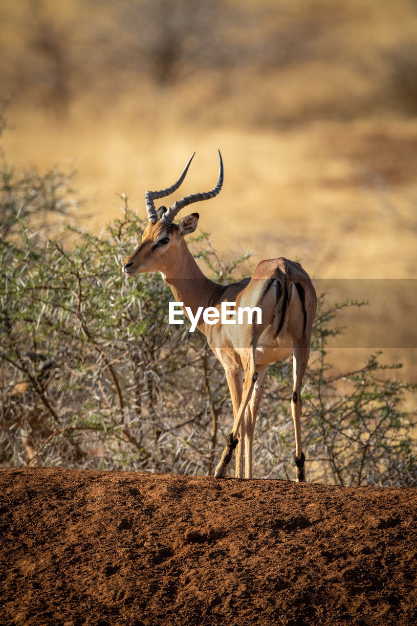 Male common impala stands on earth bank