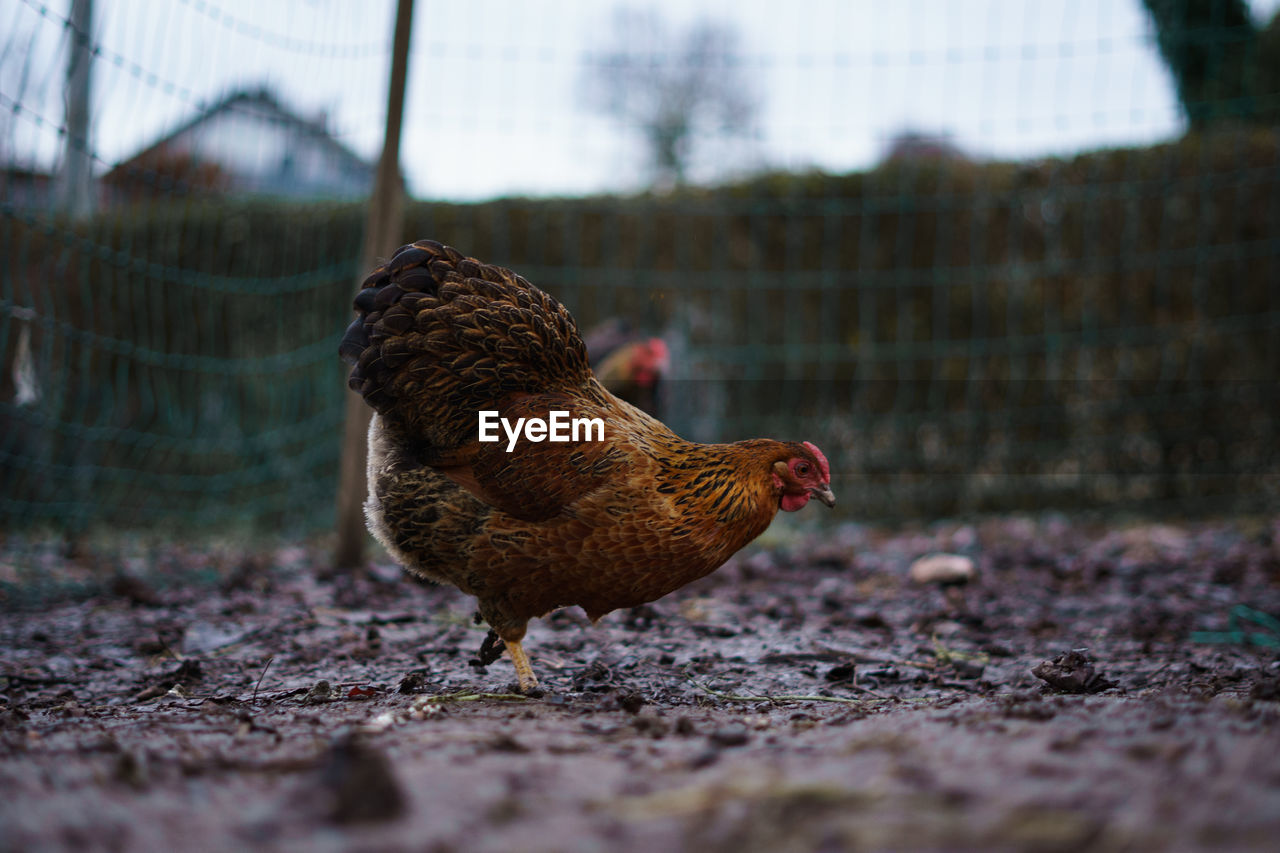 Close-up of a bird on field