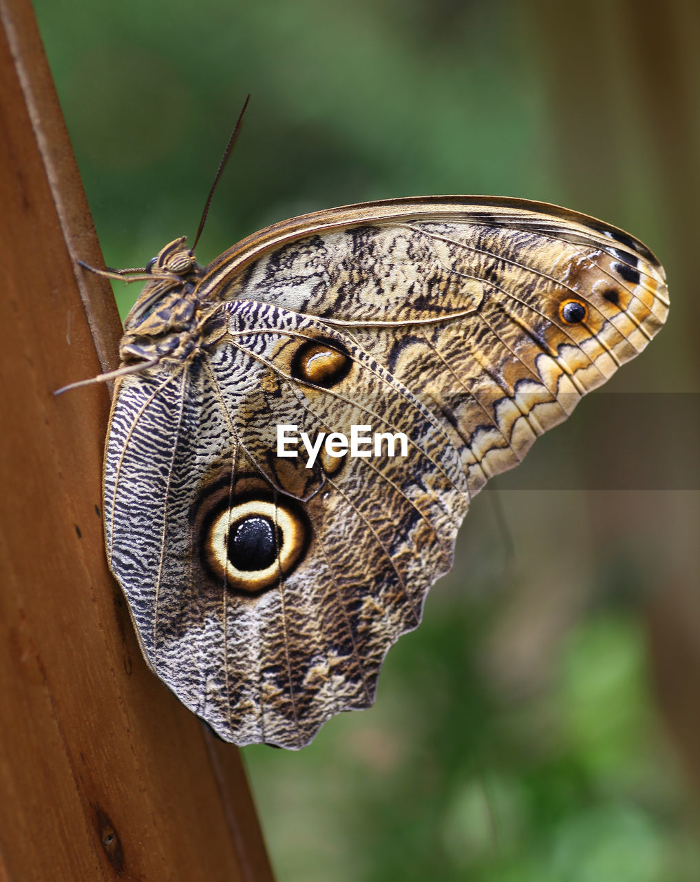 BUTTERFLY ON LEAF