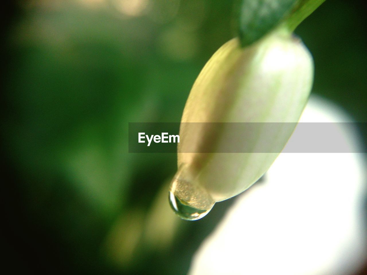 CLOSE-UP OF WATER DROPS ON PLANT