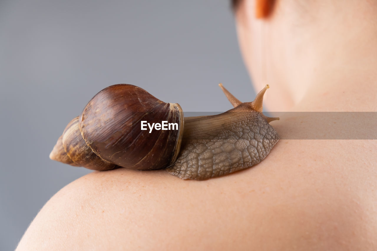 close-up of snail on table