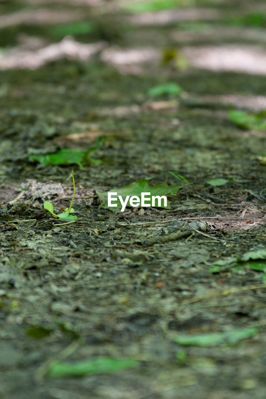 SURFACE LEVEL OF DRY LEAVES ON LAND