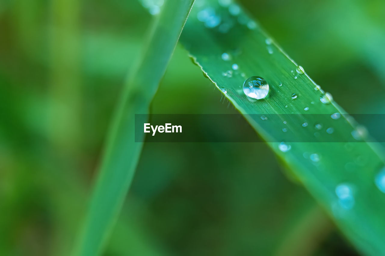 green, drop, water, wet, plant, moisture, dew, nature, close-up, grass, blade of grass, leaf, plant part, macro photography, beauty in nature, no people, growth, freshness, rain, selective focus, flower, purity, fragility, outdoors, day, plant stem, focus on foreground, raindrop, environment, macro, tranquility