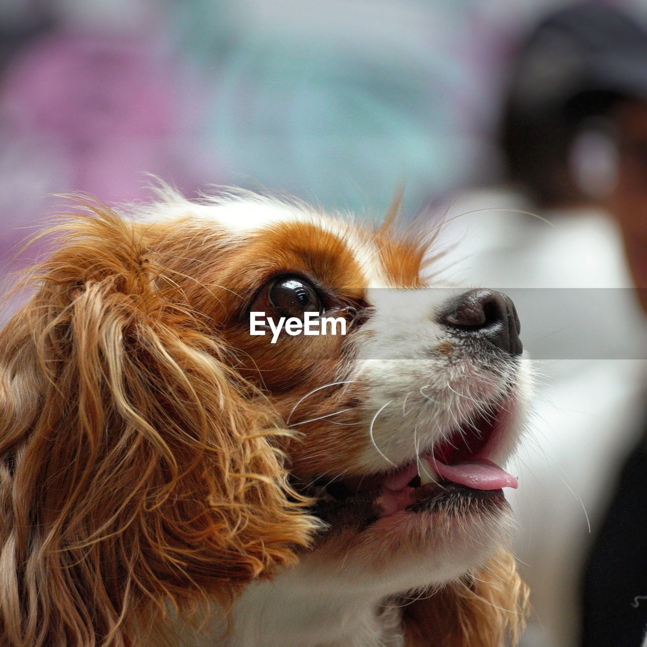 Close-up of dog looking away