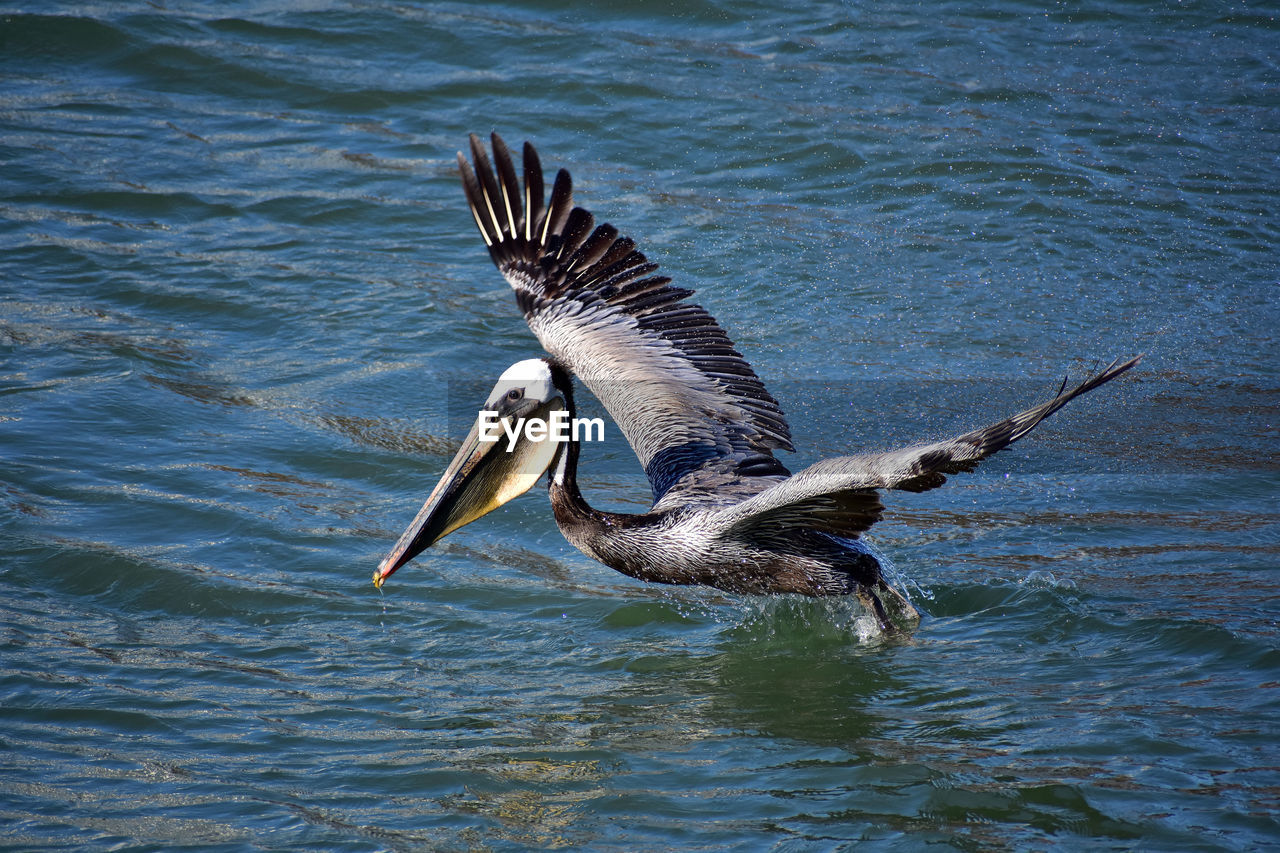 animal, animal themes, animal wildlife, bird, wildlife, water, pelican, flying, spread wings, one animal, seabird, waterfront, nature, no people, day, wing, beak, lake, motion, outdoors, beauty in nature