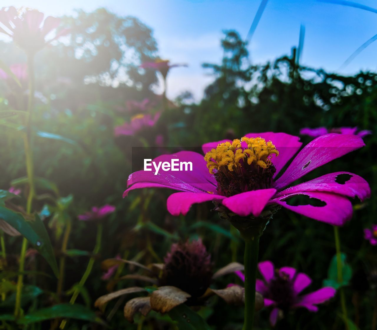 CLOSE-UP OF PURPLE PINK FLOWERS