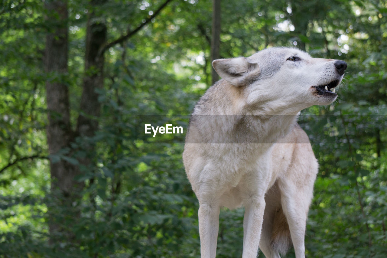 Wolf howling in a forest