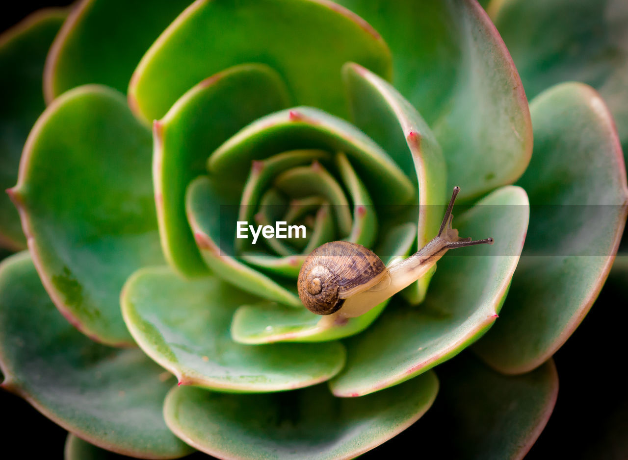 Close-up of snail on plant